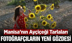 Manisa'da ayçiçeği tarlaları ilgi odağı oldu