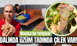 Manisa’da "Çilek Aromalı" üzüm hasadı: Yiyenler tadına hayran kalıyor