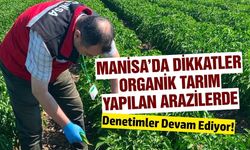 Manisa'da organik tarım yapılan alanlarda pestisit denetimi