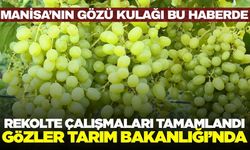 Manisa'da Üzüm Rekoltesi Çalışmaları Tamamlandı