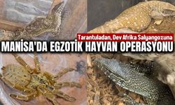 Manisa'da yasa dışı egzotik hayvan operasyonu! 61 tanesi kurtarıldı