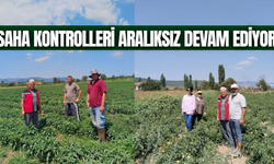 Manisa'da zeytin ve sebze alanları mercek altında!