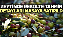 Manisa'nın 17 ilçesinde zeytinde rekolte seferberliği