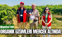 Manisa’nın organik üzümlerine pestisit denetimi