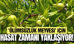 'Ölümsüzlük Meyvesi'nde hasat heyecanı!