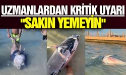 Uzmanlardan ölü orkinos uyarısı!