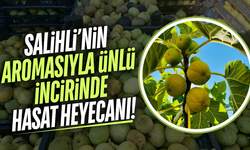 Salihli incirinde hasat bereketi: Kilosu 80-100 liradan alıcı buluyor