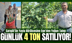 Sarıgöl börülcesi toptancıların gözdesi oldu