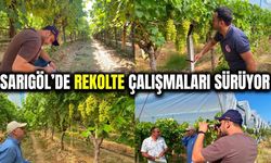 Sarıgöl'de 2026 Yılı Üzüm Rekolte Tahmin Çalışmaları Sürüyor