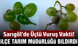 Sarıgöl'de bağcılara bir uyarı daha geldi! Salkım güvesi, unlu bit, külleme