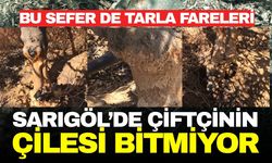 Sarıgöl'de tarla farelerine karşı mücadele başlatıldı