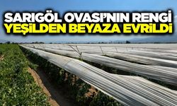 Sarıgöl'de üreticiler bağlarını korumaya aldı: Yüzde 80'i yeşilden beyaza döndü