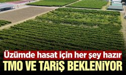 Sarıgöl’de üzüm üreticisinin gözü kuru üzüm fiyatlarında