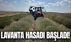 Uşak’ın ilk lavanta bahçesinde hasat mesaisi başladı