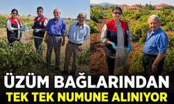 Denizli'de hasat öncesi bağlarda sıkı kontrol