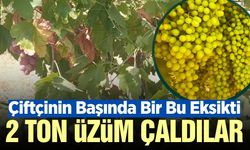Üzüm hırsızları yine ortaya çıktılar! 2 ton çaldılar
