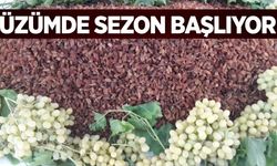 Manisa'da üzüm sezonu açılıyor: İşte detaylar