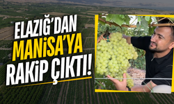Üzümün başkenti Manisa'ya rakip çıktı!