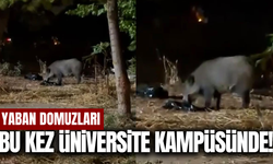 Yaban domuzları bu kez PAÜ Kampüsüne indi!