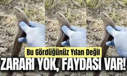 Yılan sanıp öldürmeyin: Zararı yok, faydası var!
