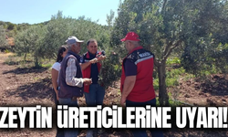 Zeytinde verim ve kalite için Manisa'da ekipler sahada!