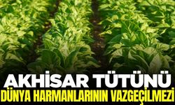 Müdürlükten Akhisar Tütünü'ne "45 Kere Maşallah"