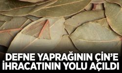 Ege'nin yeşil altını için müjde: Hedef 75 Milyon dolar!