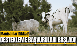 Manisa'da hayvancılık desteklemelerinde başvurular başladı!