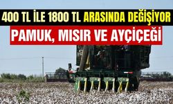 Ege'de hasat fiyatları belli oldu! Pamuk, mısır ve ayçiçeği