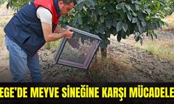 Ege'de 500 bin steril erkek böcek doğaya bırakıldı