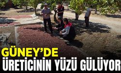 Denizli'de "Yeşil Altın" yüz güldürdü: Hasat başladı!