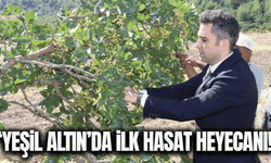 İlçenin 'Yeşil Altın'ın da hasat heyecanı!