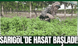 Kışın vazgeçilmez lezzeti için hasat başladı!