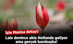 Dünyanın lale merkezi Hollanda sanılıyor, işin içinde Manisa var!