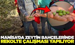 Manisa’da 2026 yılı zeytin ve zeytinyağı rekoltesi için saha çalışmaları başladı