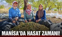 Manisa'da badem hasadı başladı