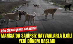 Manisa’da sahipsiz hayvan çalışmaları hız kazandı! Rakamlar dikkat çekti