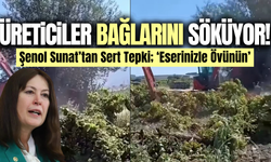Manisa'da üreticiler bağlarını sökmeye başladılar!