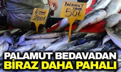 Palamut bolluğu fiyatları düşürdü: Tezgahlarda 50 TL’ye satılıyor