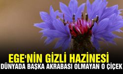 Denizli'den eşsiz keşif: Dünyada eşi benzeri yok!