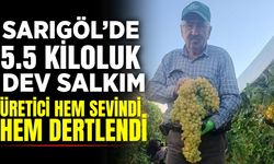 Sarıgöl'de hayrete düşüren manzara: 5.5 Kiloluk üzüm salkımı