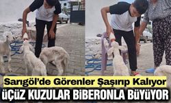 Sarıgöl’de Sakız Koyununun Üçüz Sürprizi: Kuzular Biberonla Besleniyor