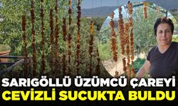 Sarıgöl’de düşük üzüm fiyatları çiftçiyi farklı çözümlere yöneltti