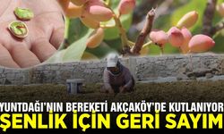 Manisa "Yuntdağı Fıstığı" hasat şenliği başlıyor!