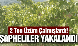 Buldan'da 2 ton üzüm çalan hırsızlar polisten kaçamadı!