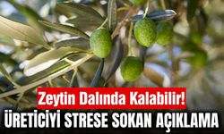 TARİŞ'ten korkutan uyarı! Zeytin dalında kalabilir