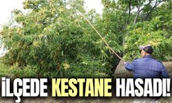 Demirci’de kestane hasadı başladı!