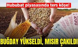 Hububat fiyatlarında dikkat çeken ayrışma! Buğday yükseldi, mısır çakıldı