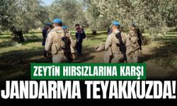 Manisa'da jandarma zeytin hırsızlığına karşı teyakkuzda!