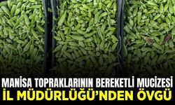 Ege'nin yeşil incisi "Akhisar Bamyası": Kalitesiyle Türkiye'ye yayılıyor!